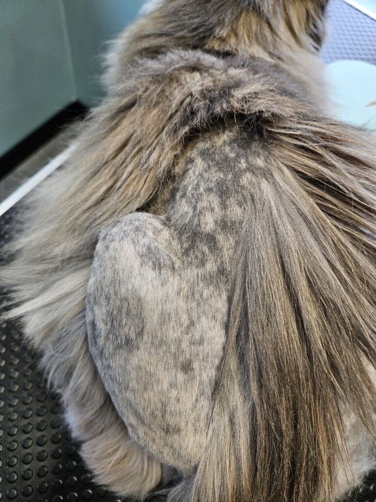 vachtsparend geschoren